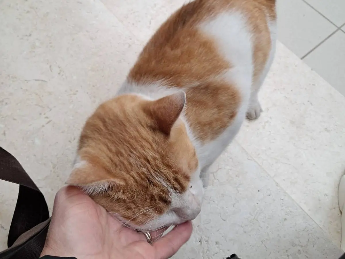 Adotta un gatto, maschio, 1 anno e 1 mese, Foggia
