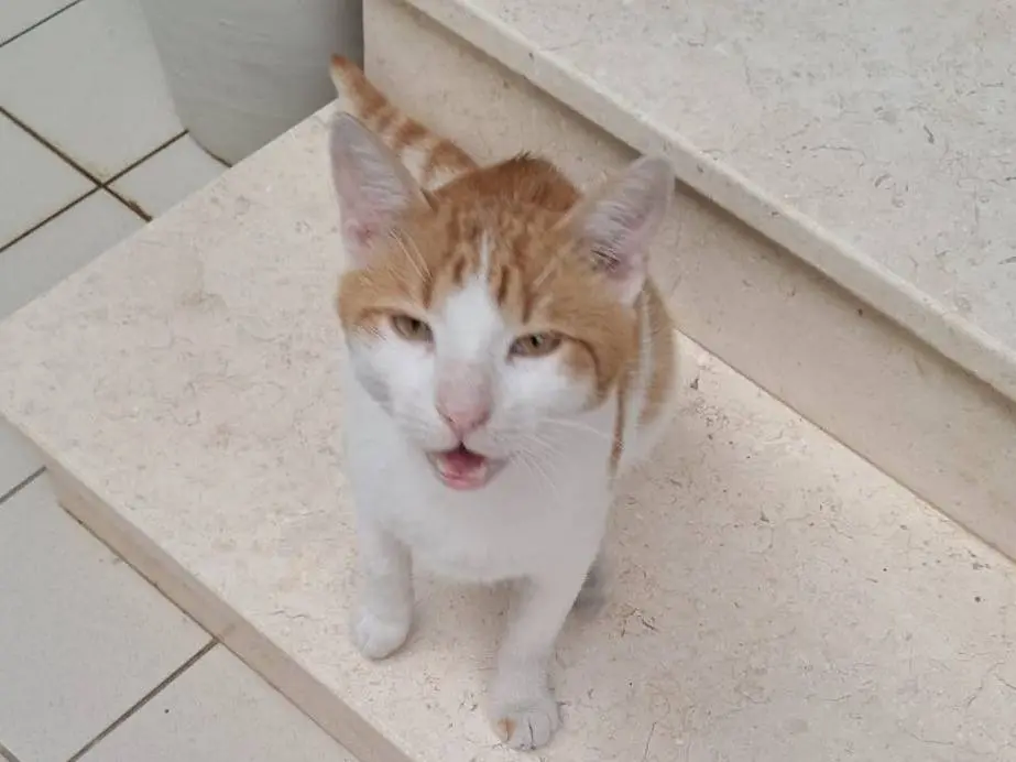 Adotta un gatto, taglia non valida, maschio, Foggia