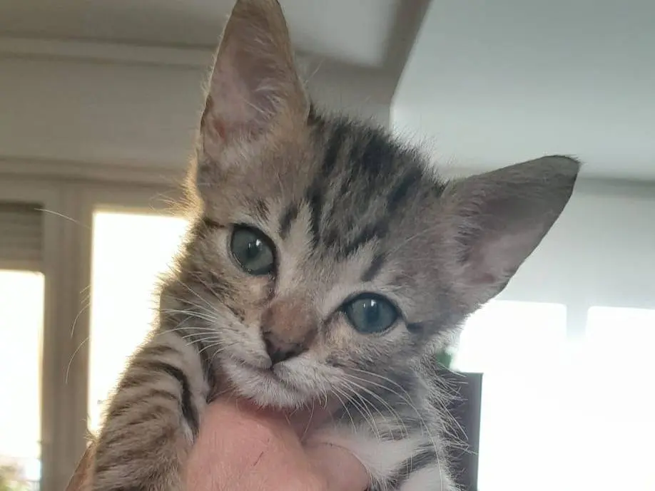 Vuoi adottare un gatto a Matera?