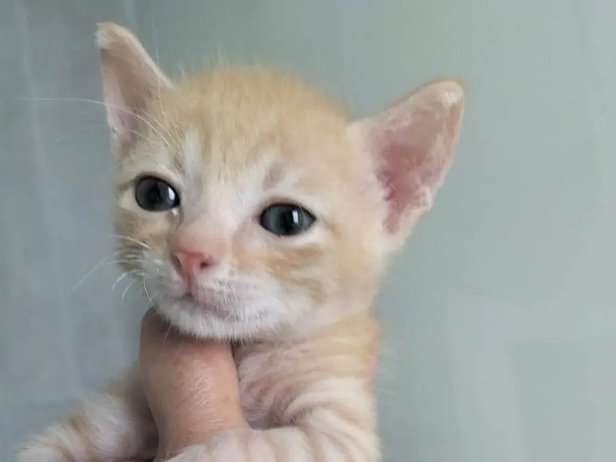Adotta un gatto, maschio, 1 mese, Matera