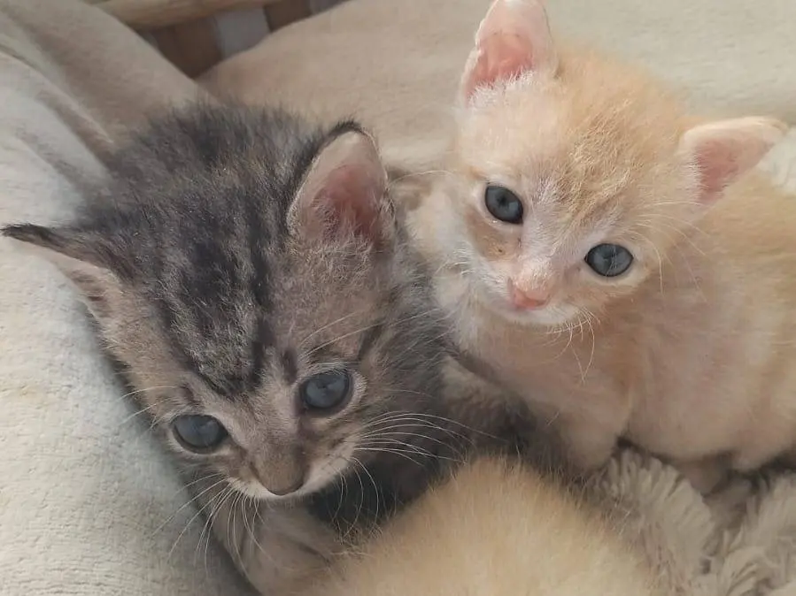 Adozione gatto, maschio, Razza sconosciuta Razza sconosciuta, 1 mese, taglia non valida, Matera