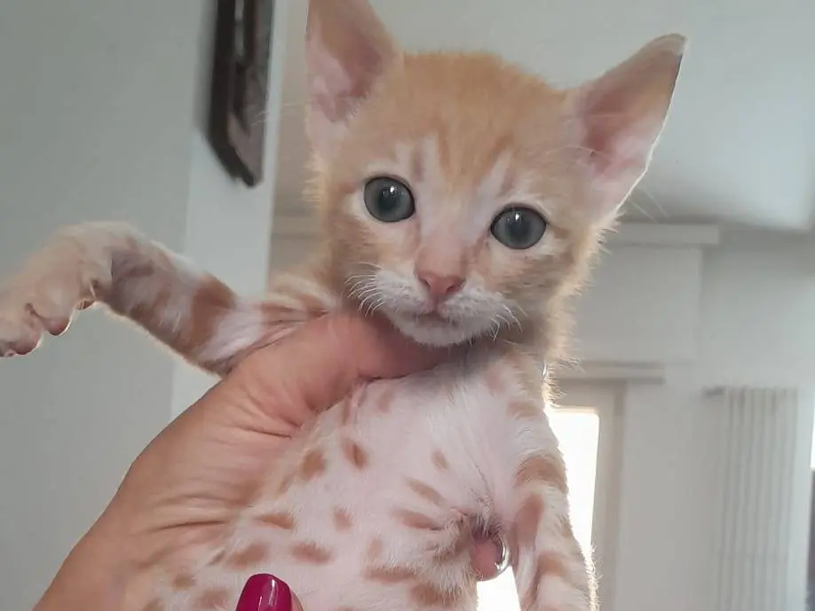 Adotta un gatto, taglia non valida, maschio, Matera
