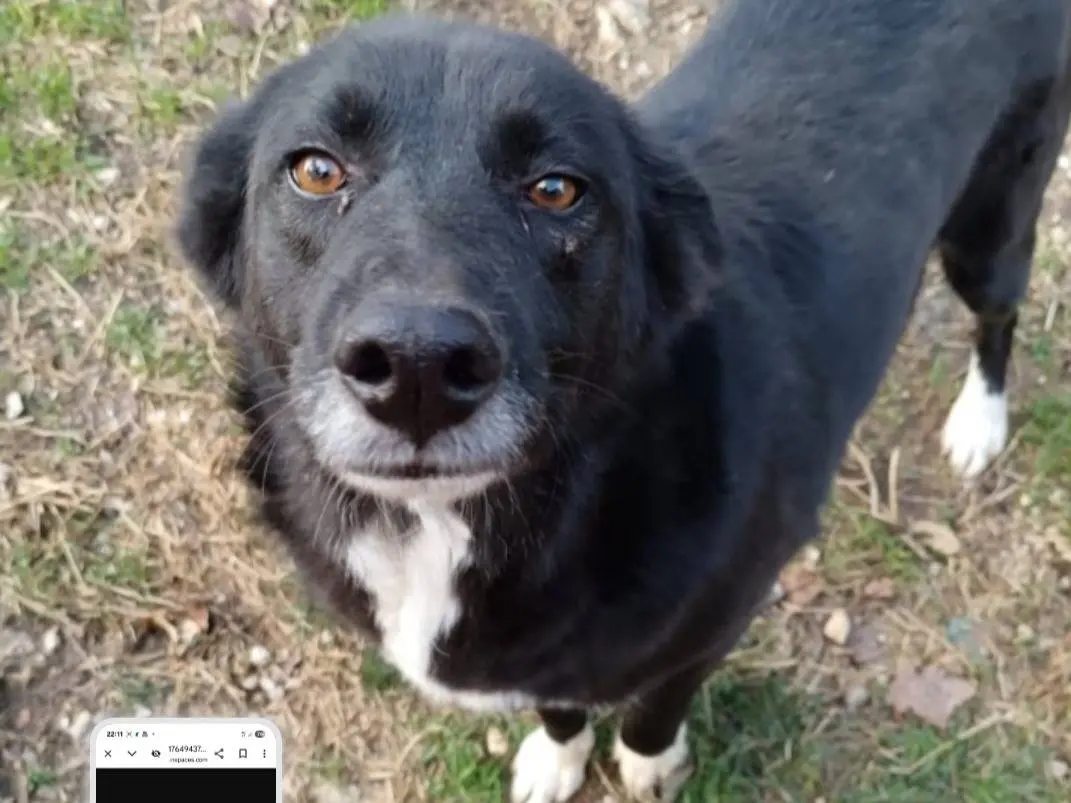 Adozione cane, femmina, Razza sconosciuta Razza sconosciuta, 4 anni e 10 mesi, taglia media, Avellino