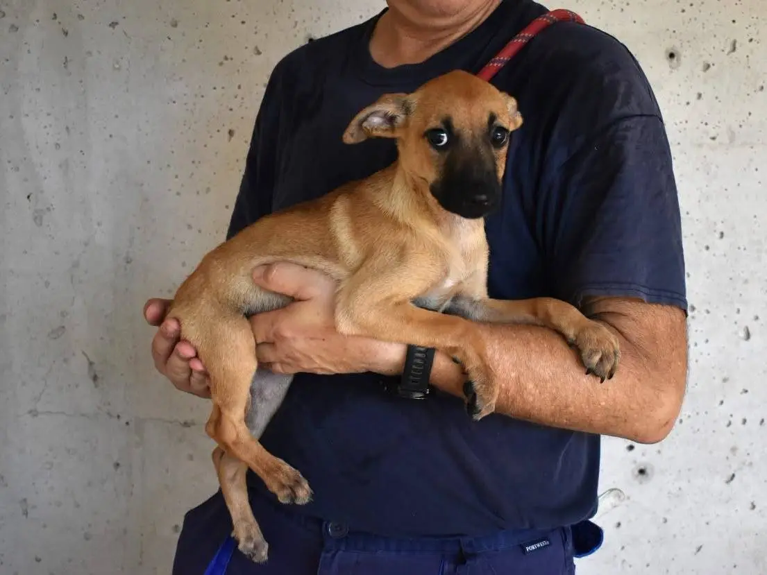 Adotta un cane, femmina, 6 mesi, Roma