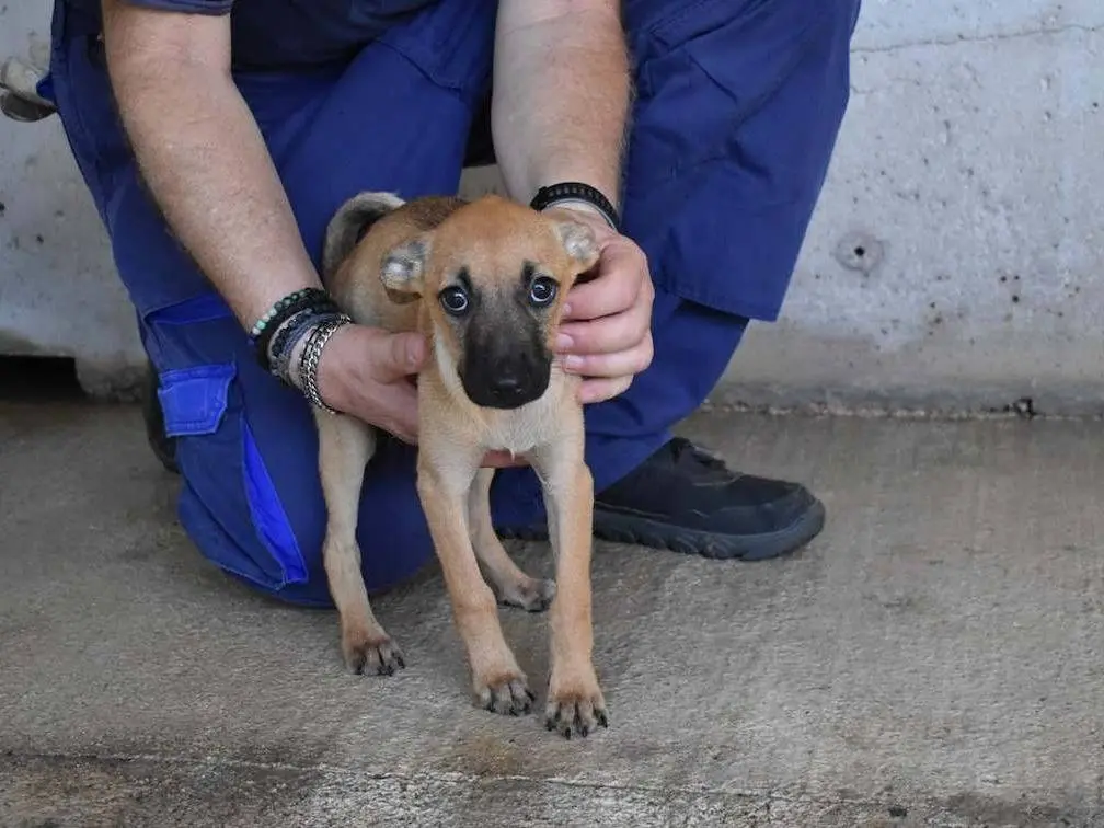 Adotta un cane, taglia media, femmina, Roma