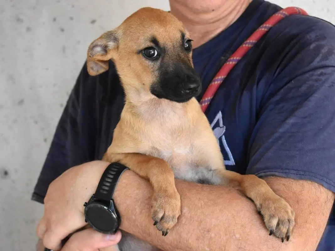 Adozione cane, femmina, Razza sconosciuta Razza sconosciuta, 6 mesi, taglia media, Roma