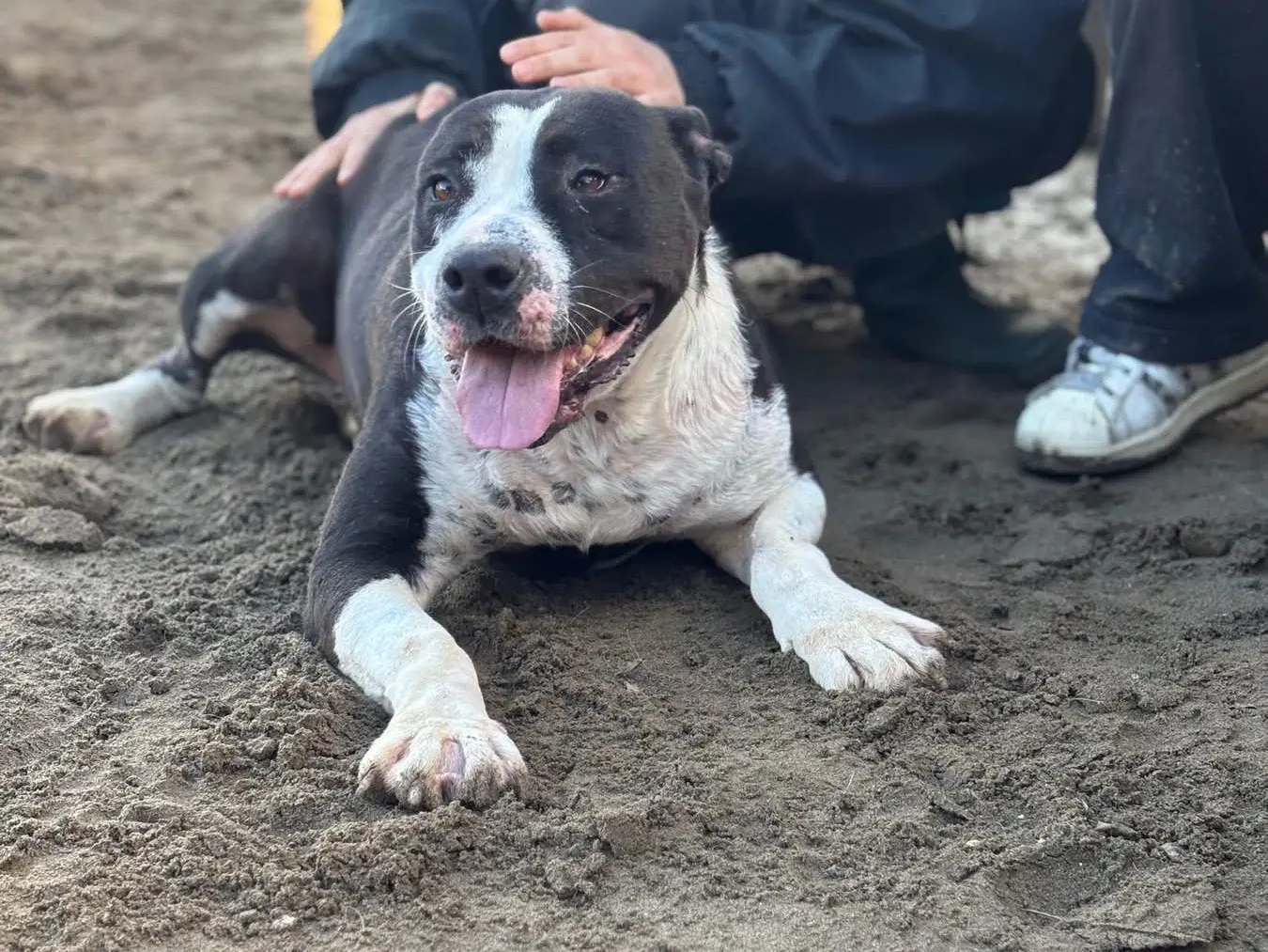 Vuoi adottare un cane a Napoli?