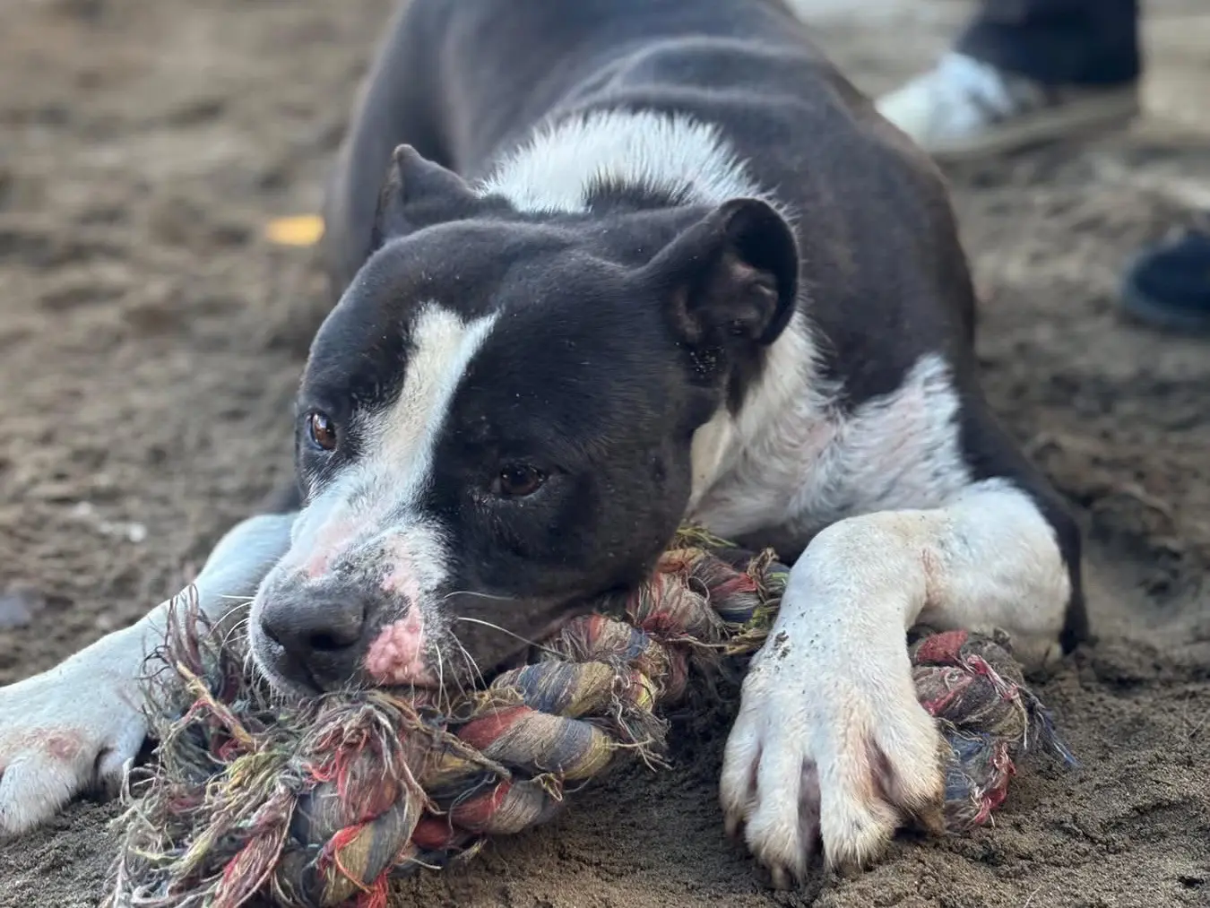 Adotta il cane Ivi  a Napoli