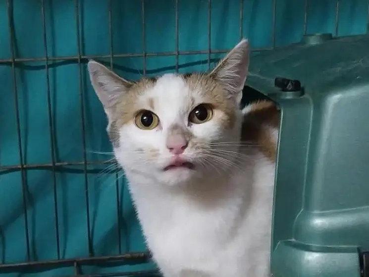 Adozione gatto, femmina, Razza sconosciuta Razza sconosciuta, 6 mesi, taglia non valida, Torino
