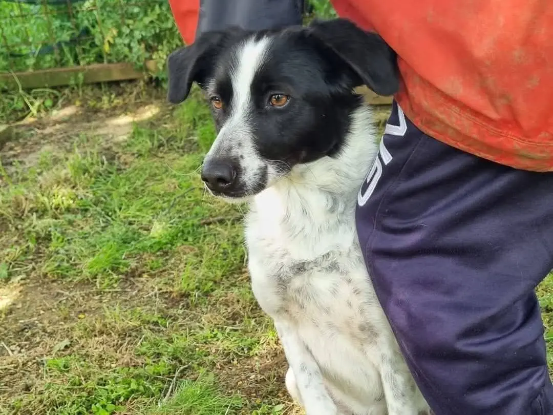 Adotta un cane, femmina, 4 anni e 8 mesi, Viterbo