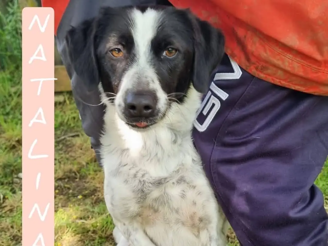 Adozione cane, femmina, Razza sconosciuta Razza sconosciuta, 4 anni e 8 mesi, taglia media, Viterbo