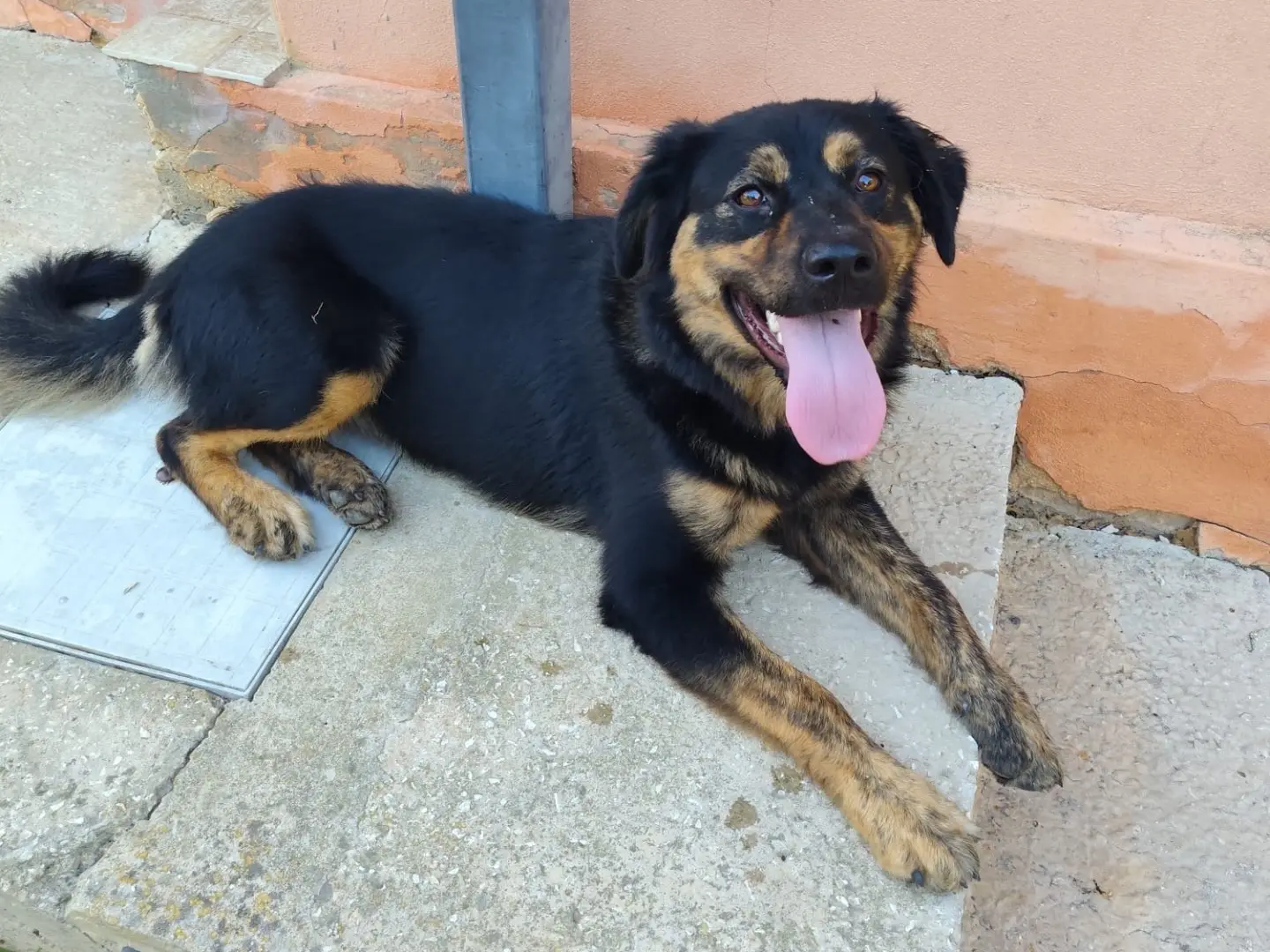 Adozione cane, femmina, Razza sconosciuta Razza sconosciuta, 1 anno e 4 mesi, taglia media, Siracusa