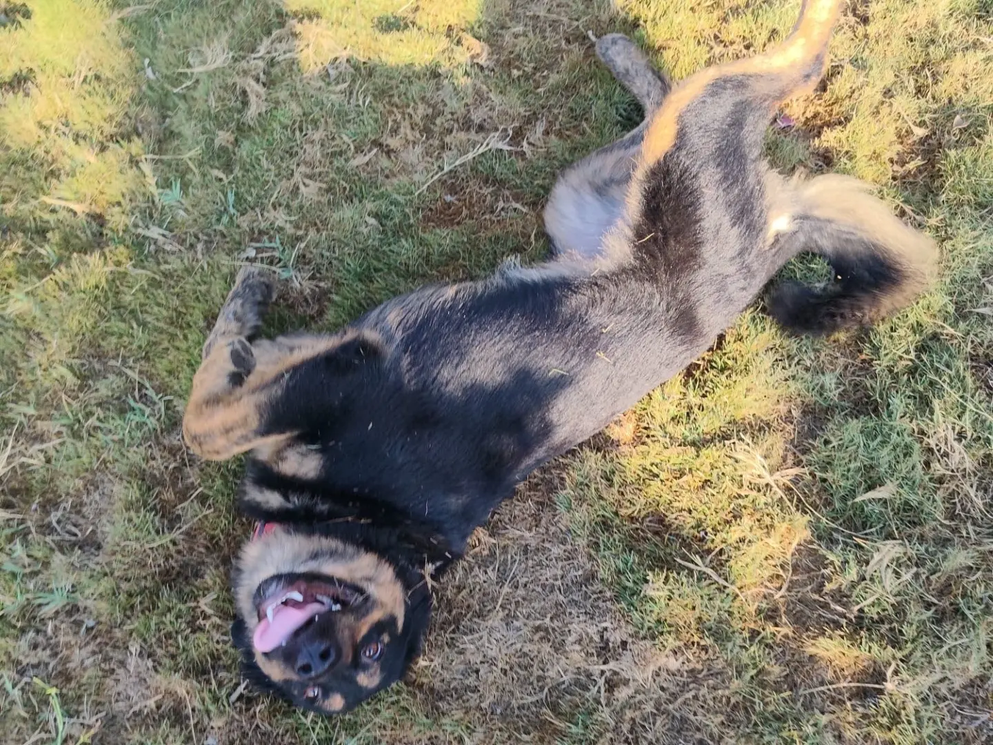 Adotta un cane, femmina, 1 anno e 4 mesi, Siracusa
