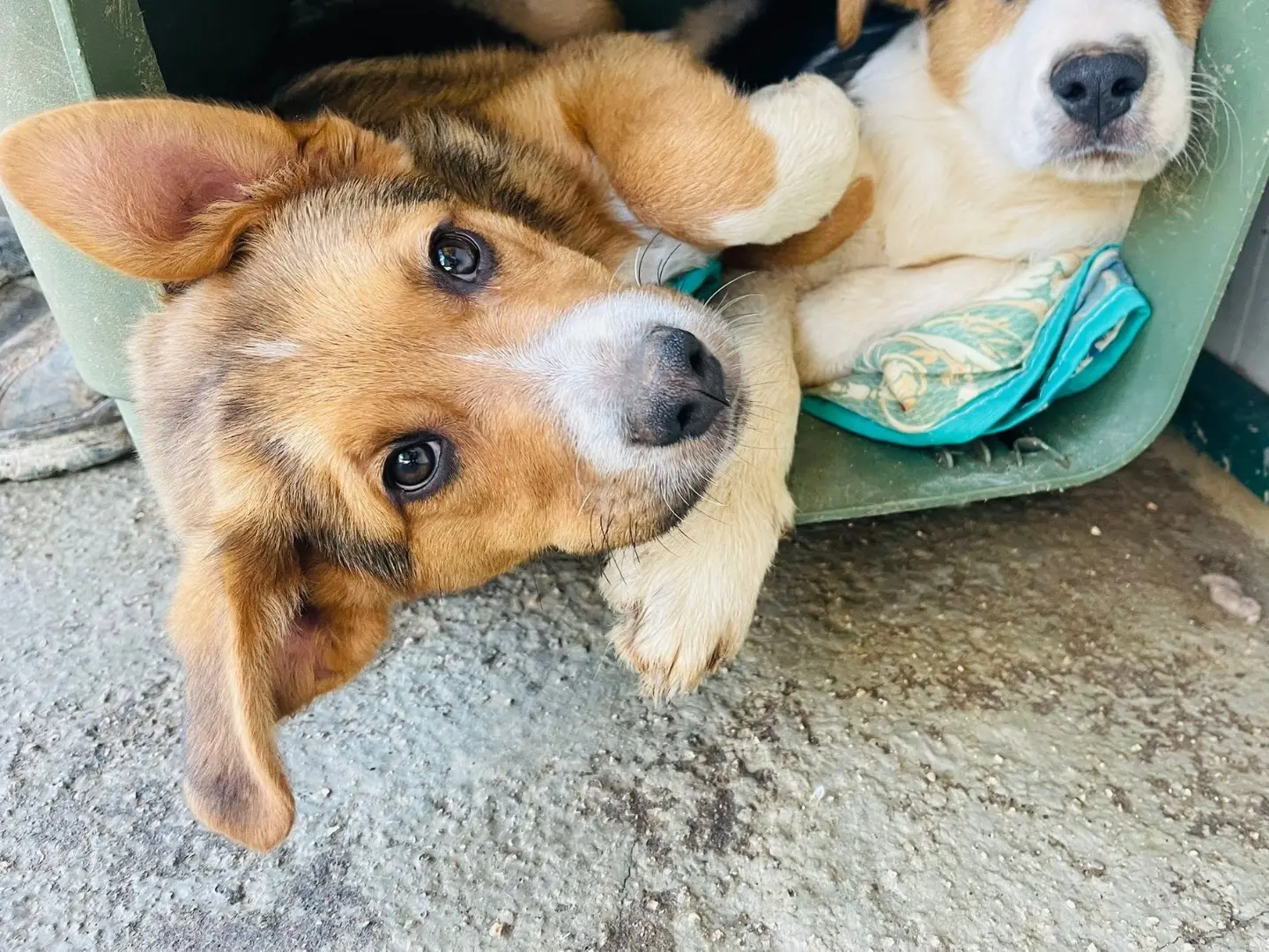 Adotta un cane, maschio, 2 anni, Bari