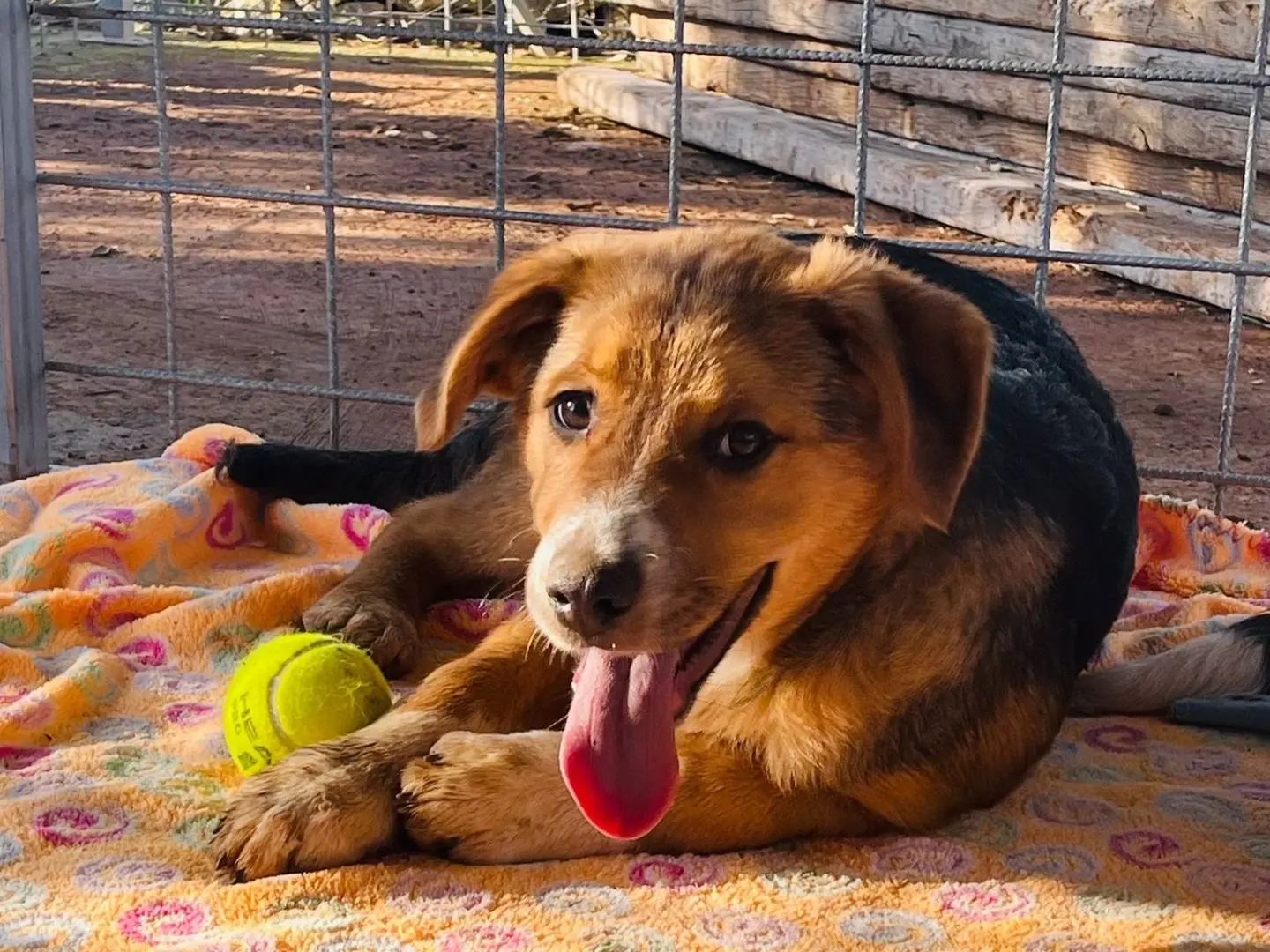 Vuoi adottare un cane a Bari?