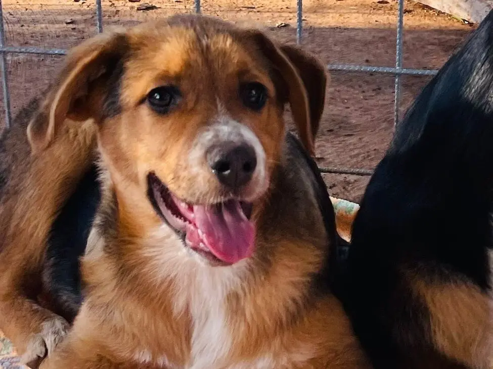 Adotta il cane Piter a Bari