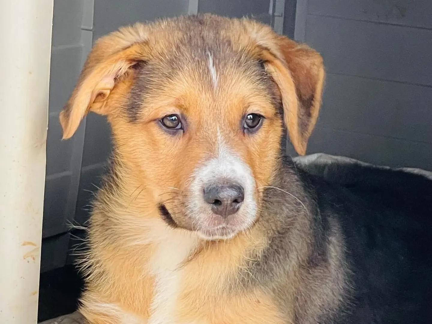 Adozione cane, maschio, Razza sconosciuta Razza sconosciuta, 2 anni, taglia media, Bari