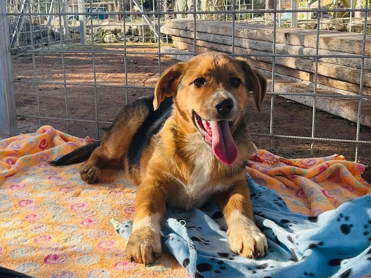 Adotta un cane, taglia media, maschio, Bari