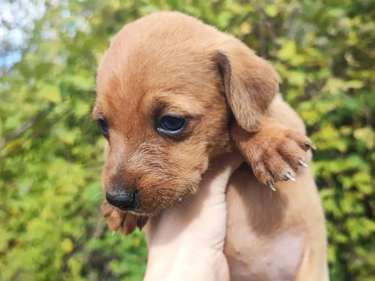 Adozione cane, maschio, Pinscher Razza sconosciuta, 1 mese, taglia media contenuta, Vibo