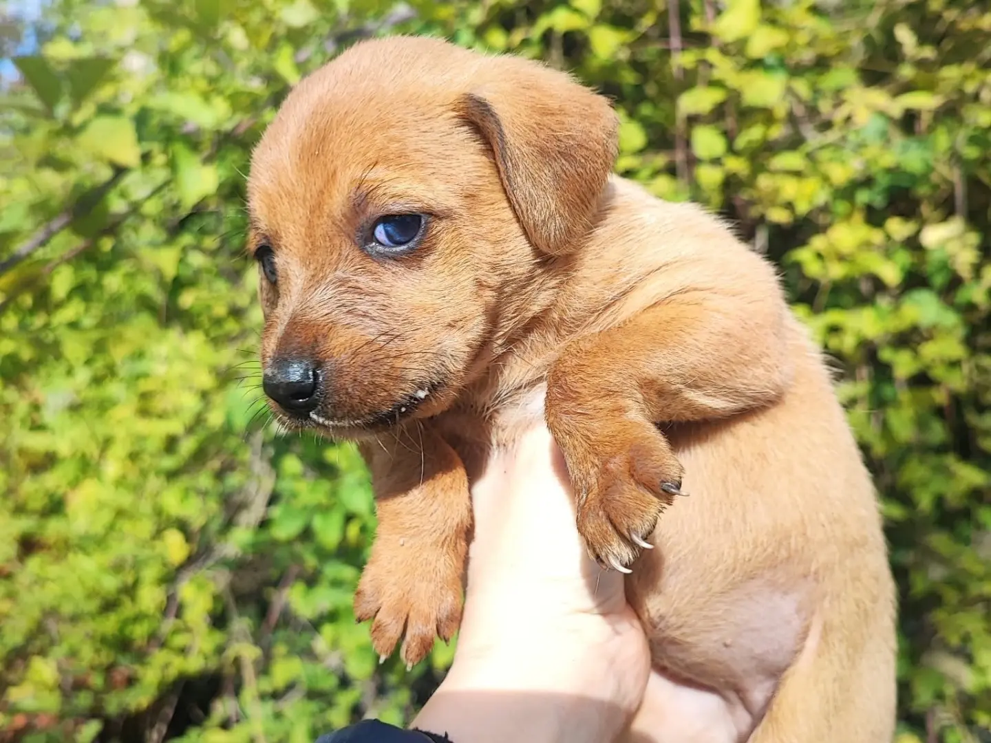 Adotta un cane, maschio, 1 mese, Vibo