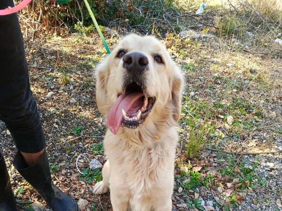 Adotta il cane OLIVER a Milano