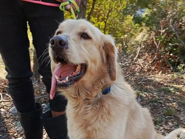 Adozione cane, maschio, Golden Retriever Razza sconosciuta, 2 anni e 7 mesi, taglia media, Milano
