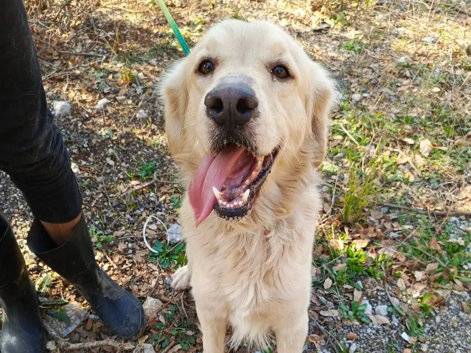 Adotta un cane, maschio, 2 anni e 7 mesi, Milano