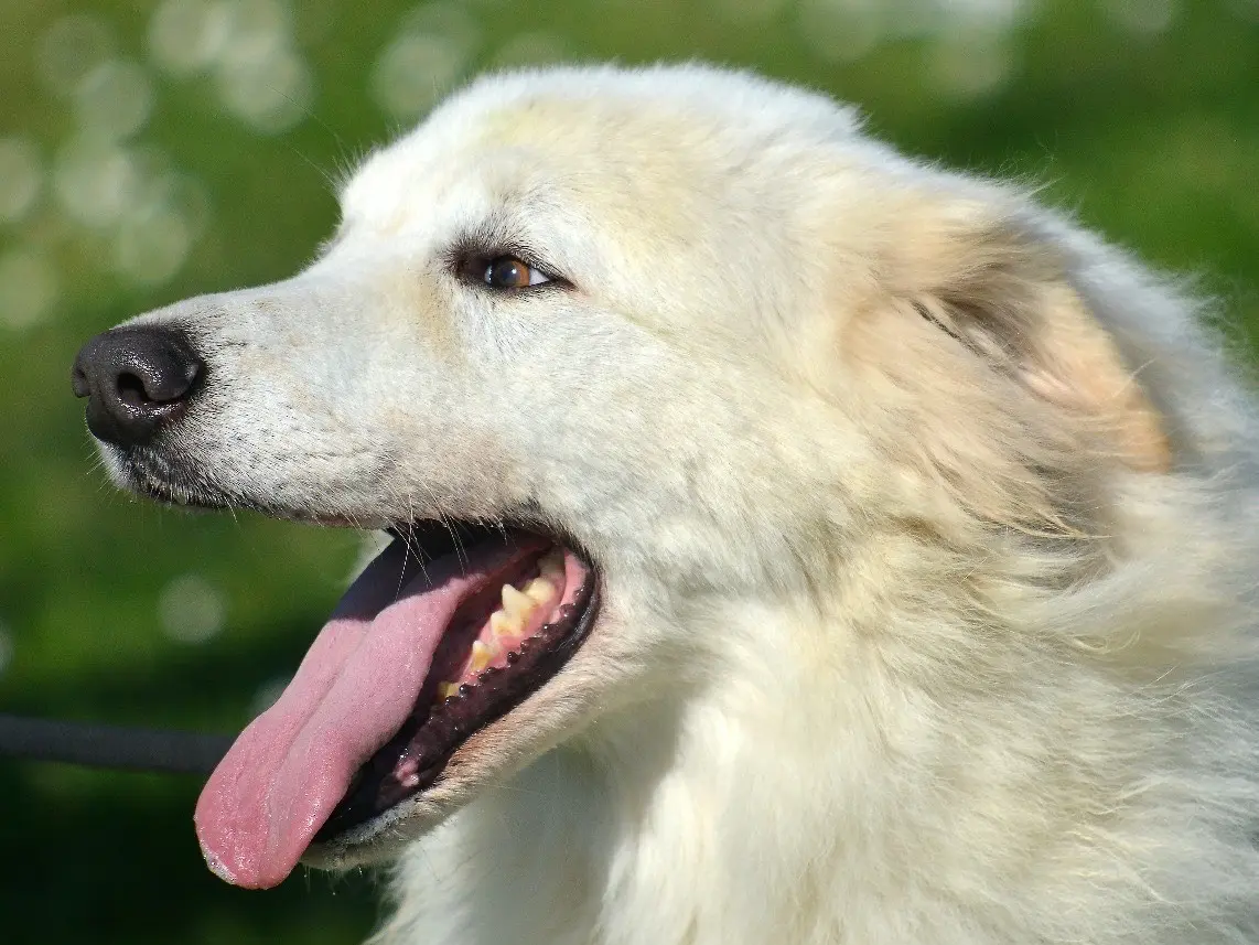 Adotta un cane, maschio, 7 anni e 10 mesi, Roma