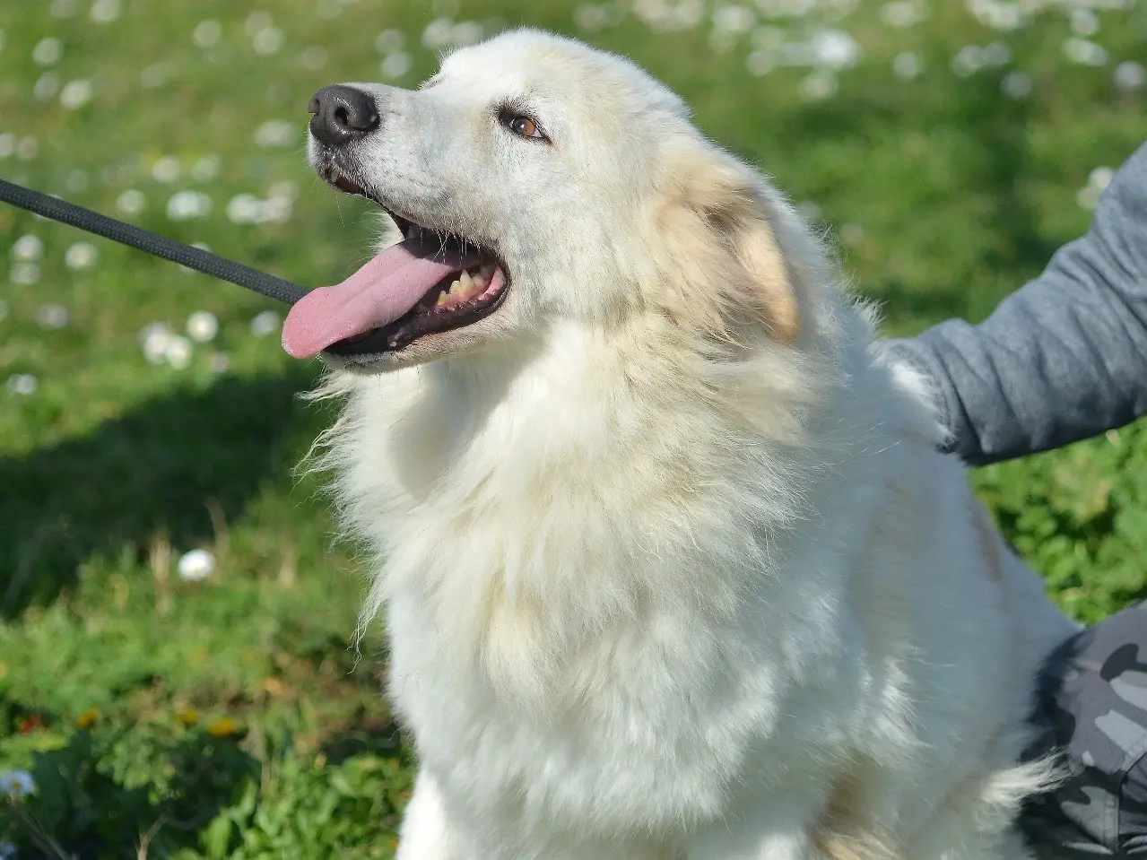 Adozione cane, maschio, Razza sconosciuta Razza sconosciuta, 7 anni e 10 mesi, taglia media, Roma