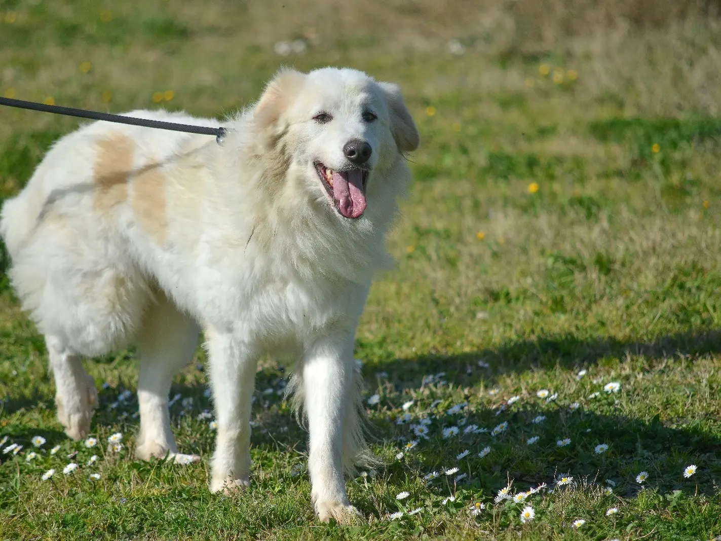Adotta un cane, taglia media, maschio, Roma