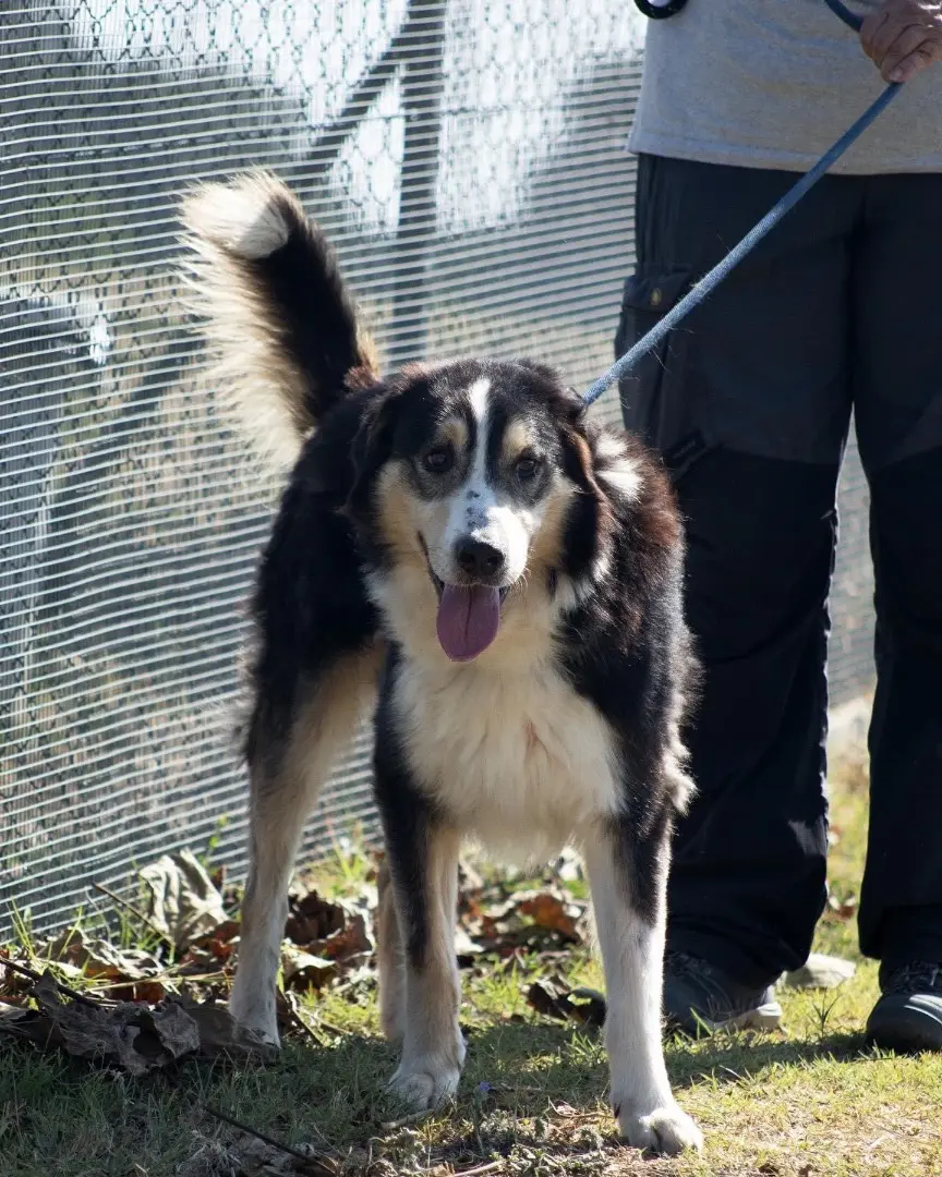 Adotta un cane, taglia media, maschio, Roma