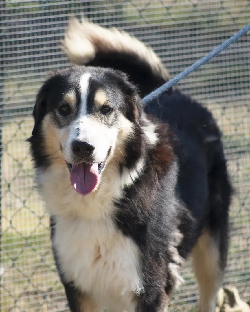 Adozione cane, maschio, meticcio, 9 anni e 9 mesi, taglia media, Roma