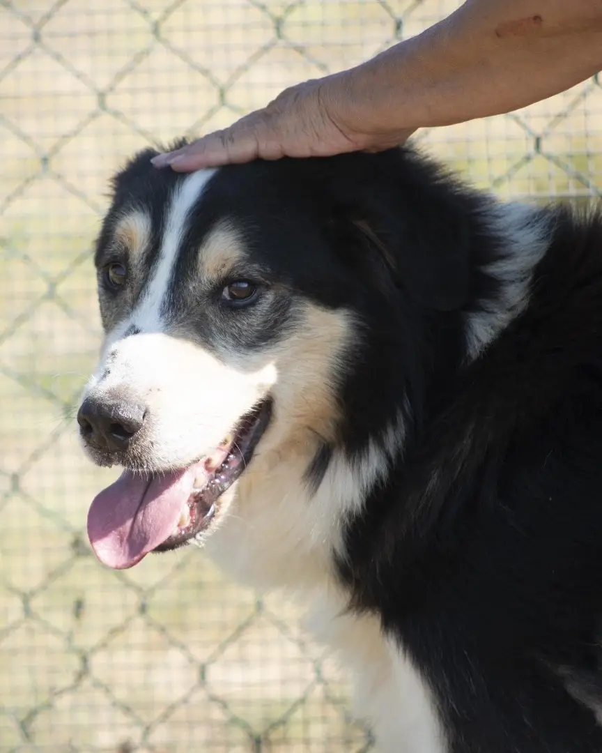 Adotta un cane, maschio, 9 anni e 9 mesi, Roma