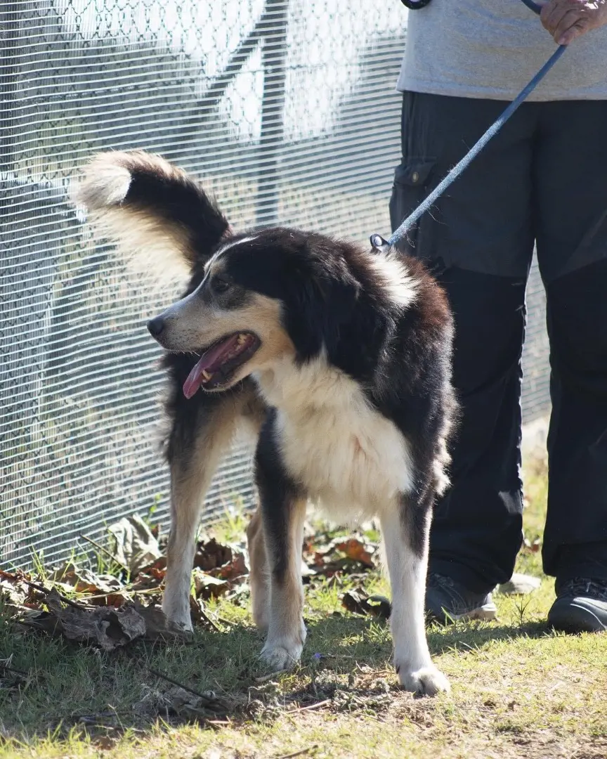 Vuoi adottare un cane a Roma?