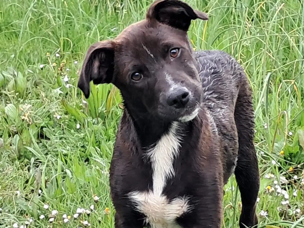 Adozione cane, maschio, Razza sconosciuta Razza sconosciuta, 1 anno e 9 mesi, taglia piccola, Avellino