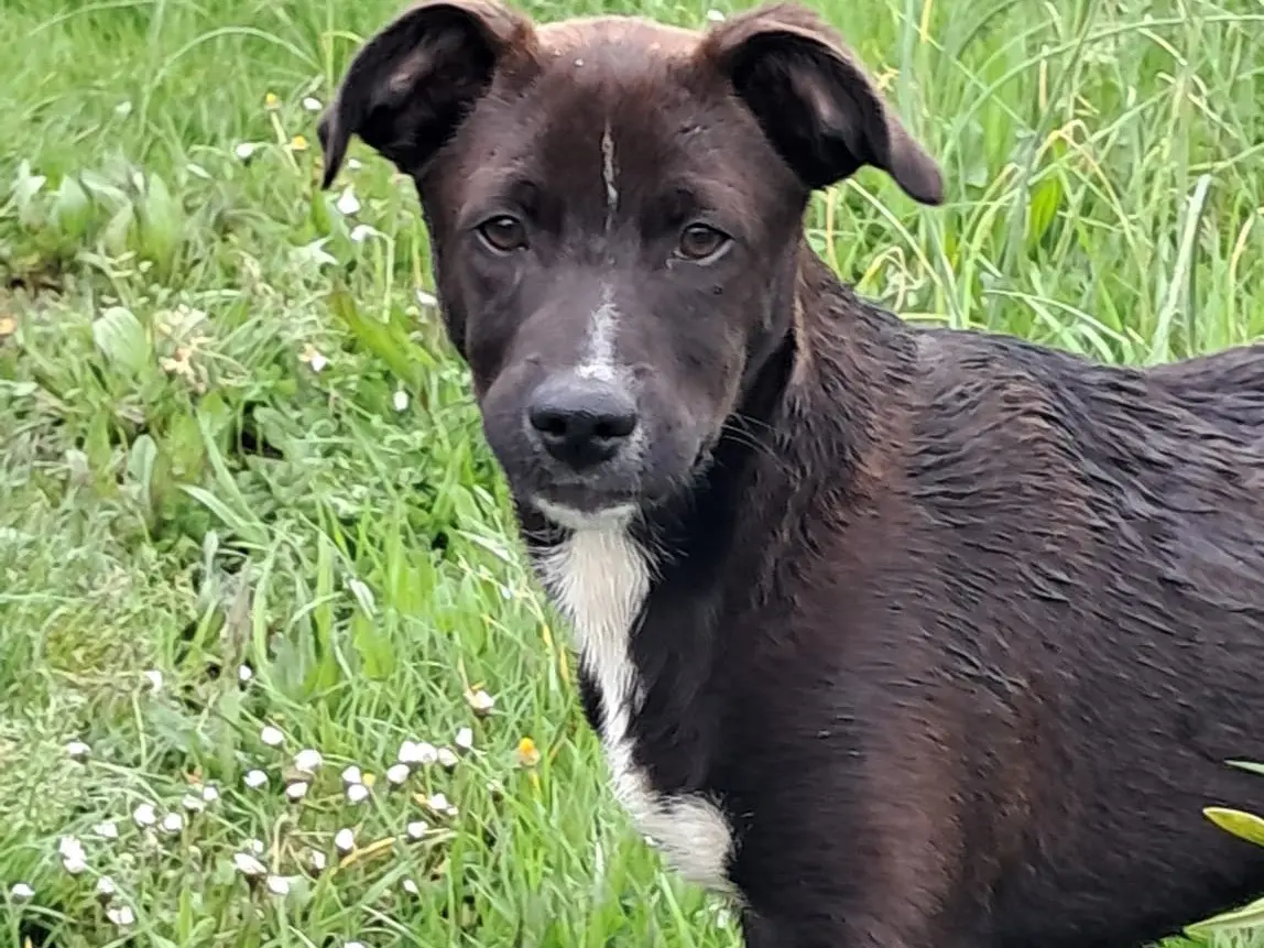 Adotta un cane, taglia piccola, maschio, Avellino