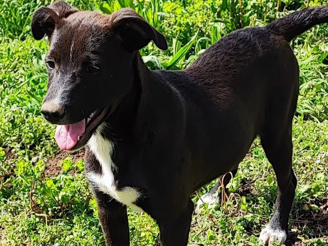 Adotta un cane, maschio, 1 anno e 9 mesi, Avellino