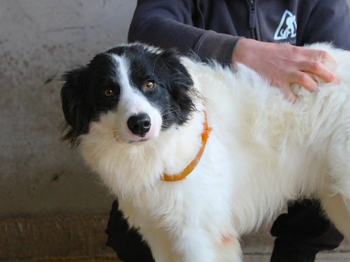 Vuoi adottare un cane a Roma?