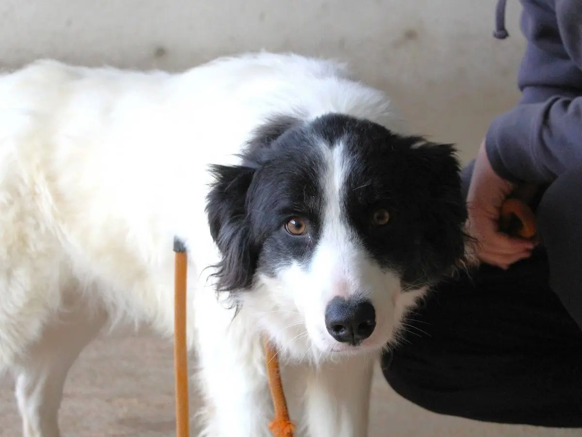 Adotta un cane, taglia media, femmina, Roma