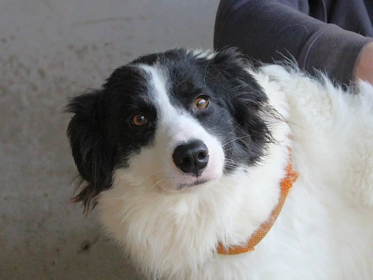 Adozione cane, femmina, Border Collie Razza sconosciuta, 2 anni e 7 mesi, taglia media, Roma