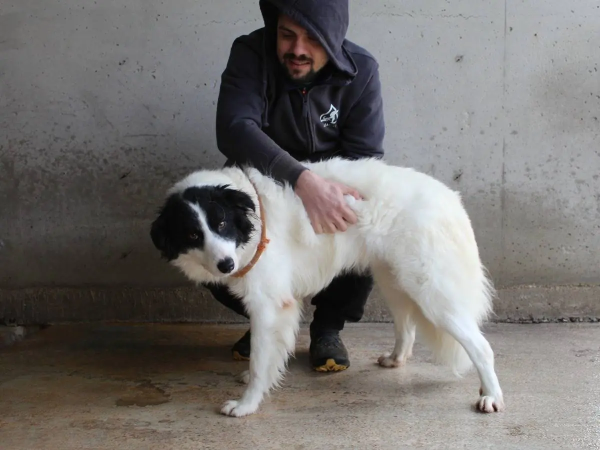 Adotta il cane Ghazala a Roma
