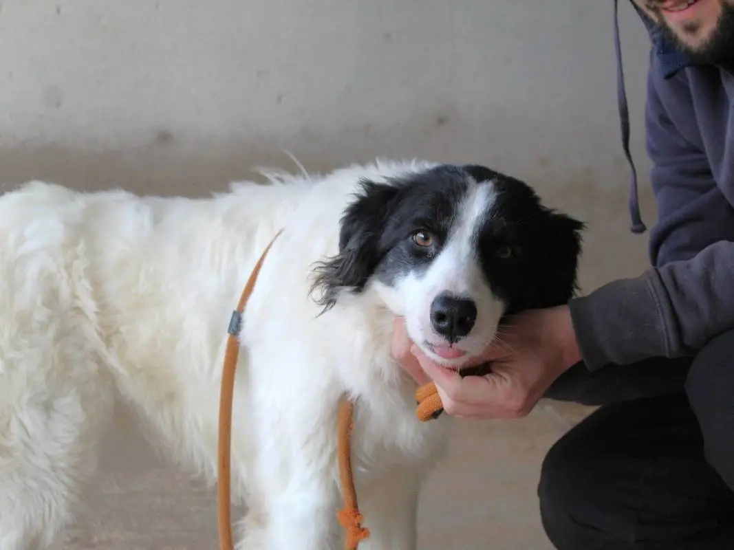 Adotta un cane, femmina, 2 anni e 7 mesi, Roma
