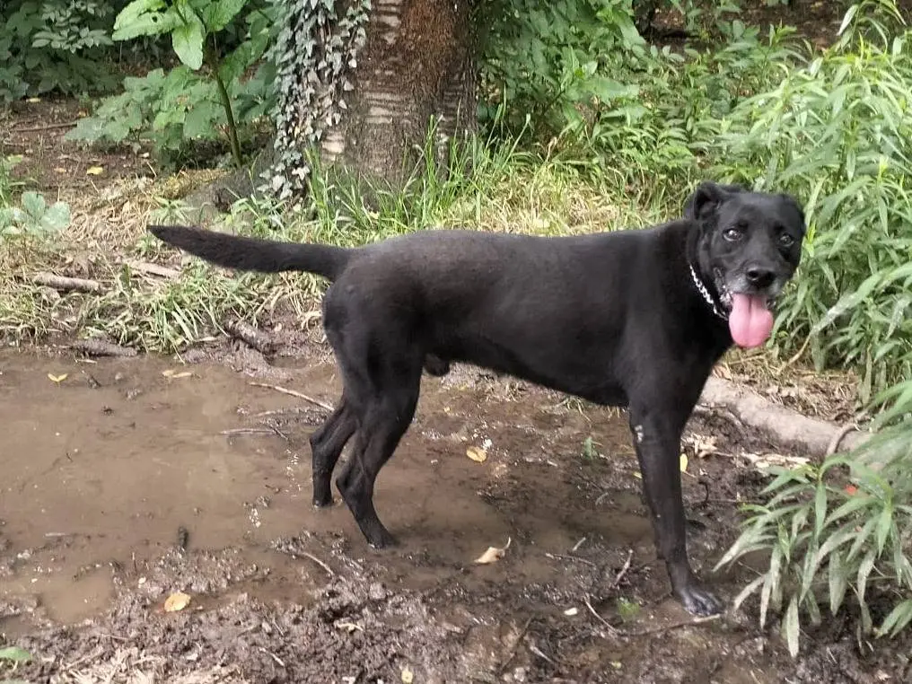 Adotta un cane, taglia media, maschio, Milano