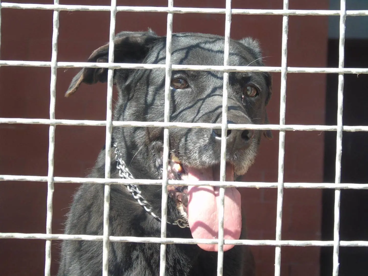 Adozione cane, maschio, Razza sconosciuta Razza sconosciuta, 5 anni, taglia media, Milano