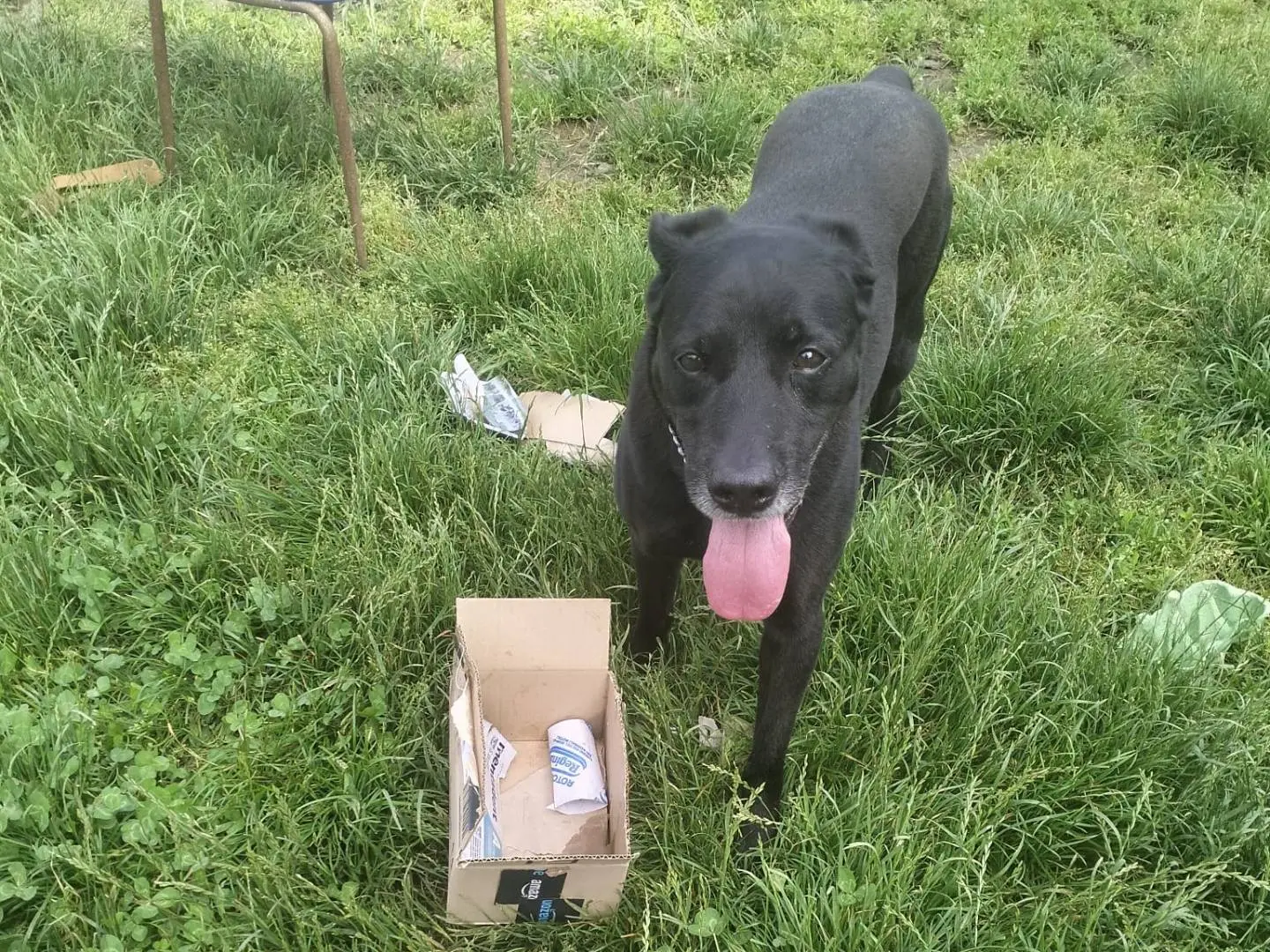 Adotta il cane Calimero  a Milano