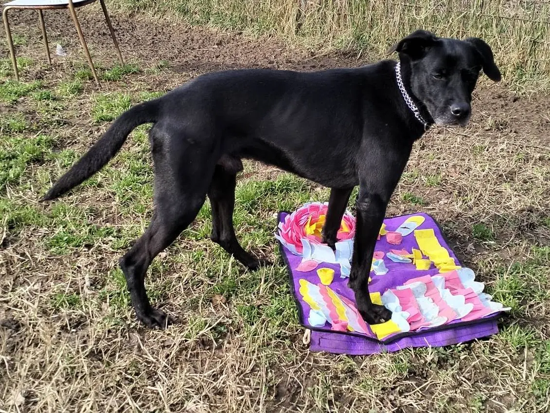Adotta un cane, maschio, 5 anni, Milano