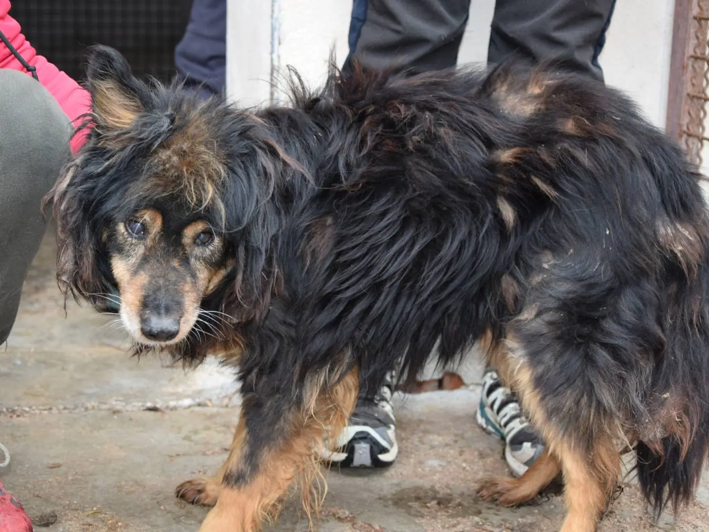 Adozione cane, maschio, Razza sconosciuta Razza sconosciuta, 14 anni e 9 mesi, taglia media, Chieti