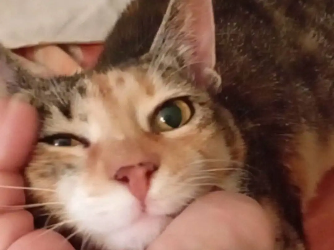 Adotta un gatto, femmina, 10 anni e 9 mesi, Roma