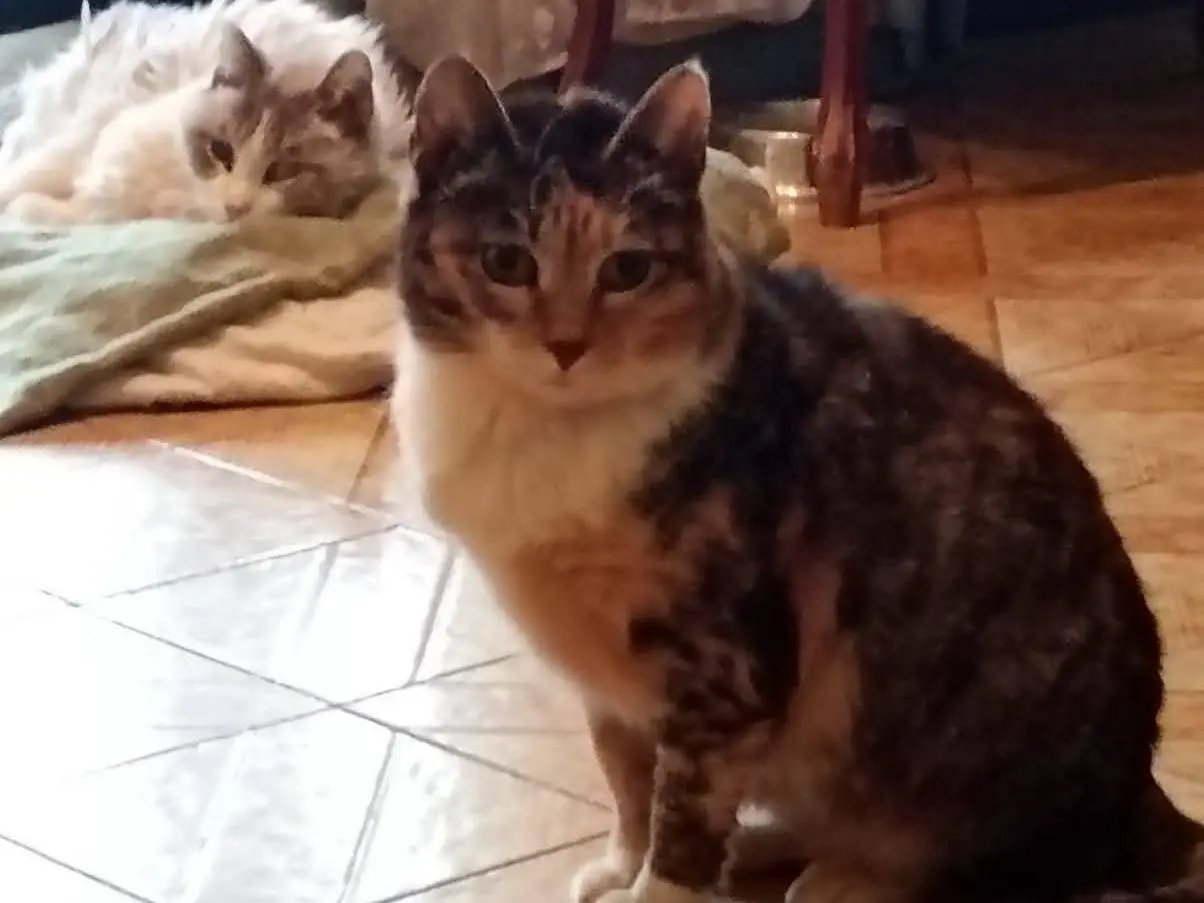 Adotta un gatto, taglia non valida, femmina, Roma