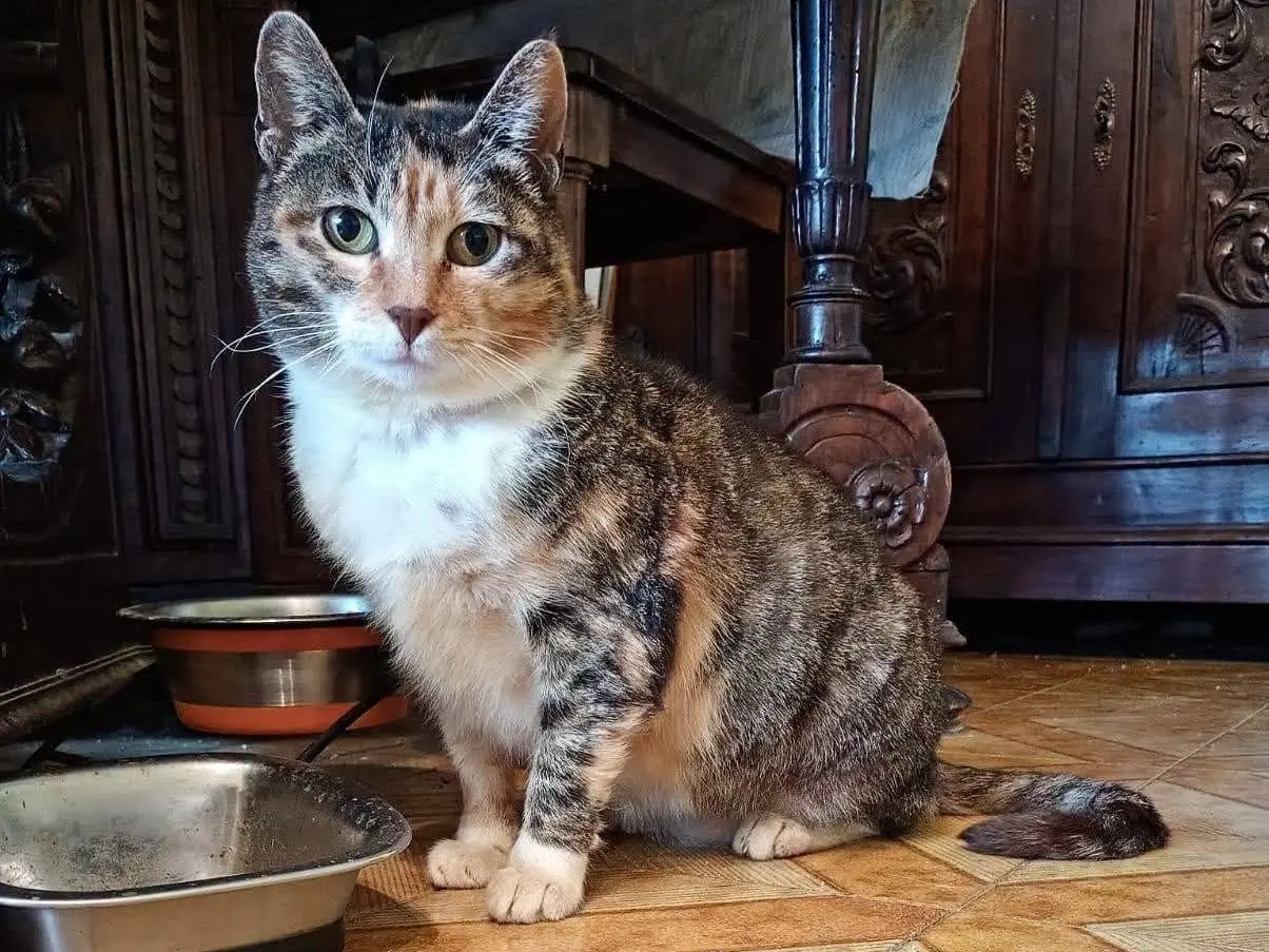 Vuoi adottare un gatto a Roma?